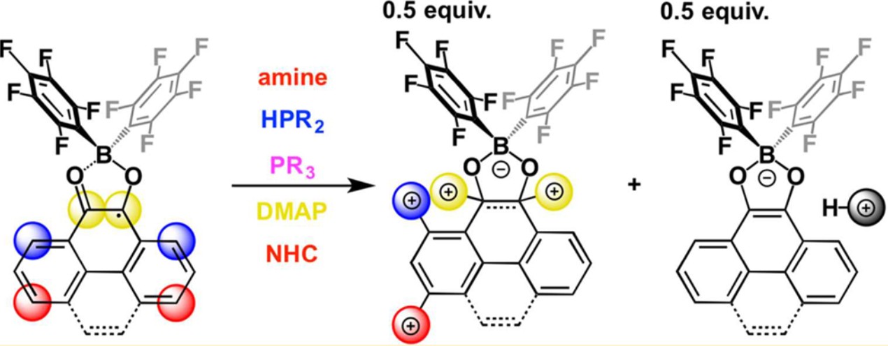 Phenanthrenedione- and pyrenedione-derived borocyclic radicals react with amines, phosphines, DMAP and NHC and gives various adducts.